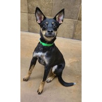 adopt-pet