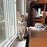 adopt a pet