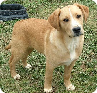 Salem Nh Golden Retriever Meet Axel A Pet For Adoption