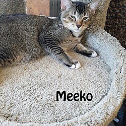 Thumbnail photo of Mookie and Meeko #2