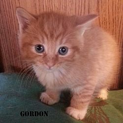 Thumbnail photo of GORDON #1