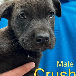 Thumbnail photo of Crush #2