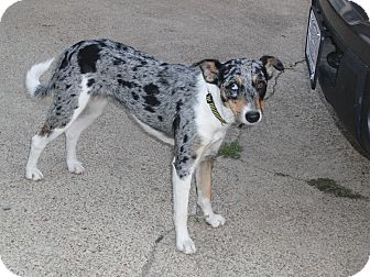 Melbourne Ar Australian Shepherd Meet Maggie A Pet For Adoption