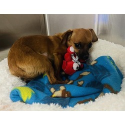 Chihuahua Puppies and Dogs in King City CA Buy or Adopt