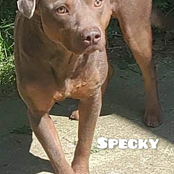 Thumbnail photo of Specky #1