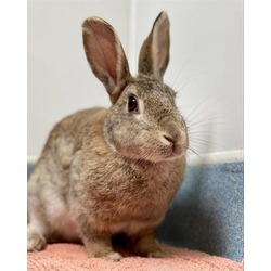 Photo of COTTON TAIL