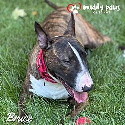 Thumbnail photo of Bruce #2