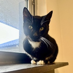 Thumbnail photo of Oreo #2