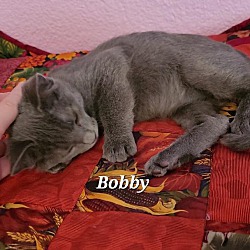 Thumbnail photo of BOBBY GRADY #2