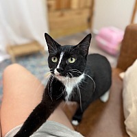 adopt a pet