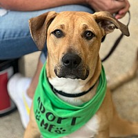 adopt a pet