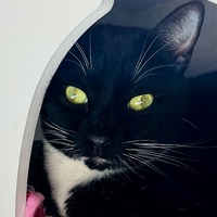 adopt-pet