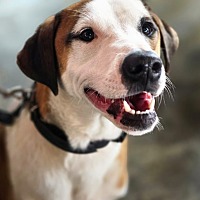adopt-pet