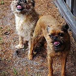 Photo of SUSIE & SIMON-Adopted