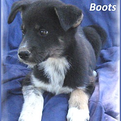 Thumbnail photo of Boots #3