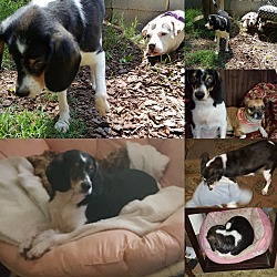 Thumbnail photo of Darla: adoption pending! #2