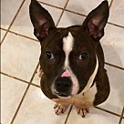 Boston Terrier Puppies - Boston Terrier Rescue and Adoption