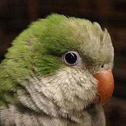 Photo of Chaz The Quaker Parrot