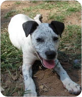 pointer cattle dog mix
