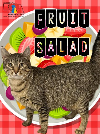 Thumbnail photo of Fruit Salad #2