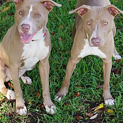 Photo of Scout and Willow - BONDED PAIR