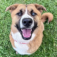 adopt a pet
