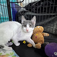 adopt a pet