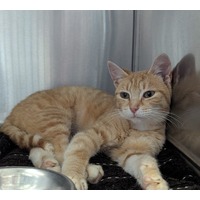 adopt-pet