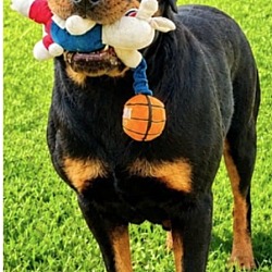 Other Color Rottweiler Hillsboro, NH - Rottweiler. Meet Diamond a Pet for Adoption - AdoptaPet.com