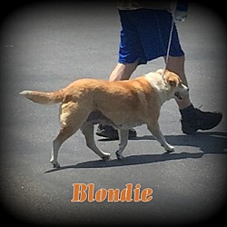 Thumbnail photo of Blondie #4