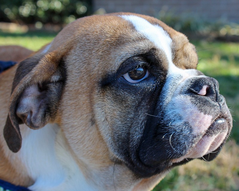 Leicester Nc English Bulldog Meet Fitzhugh A Pet For