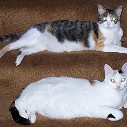 Thumbnail photo of Cali & Snickers #1