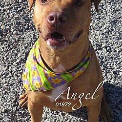 Thumbnail photo of Angel - former support dog!! #2