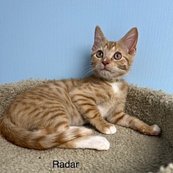 Photo of Radar / Williams (M)