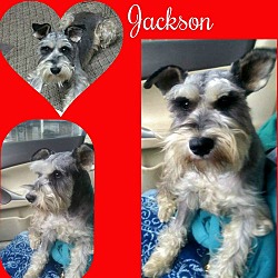 Thumbnail photo of Jackson Pending adoption #1