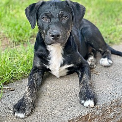 Photo of Coal