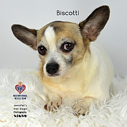 Photo of Biscotti