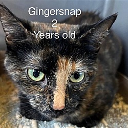 Photo of Gingersnap