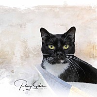 adopt a pet