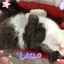 Thumbnail photo of Laslo #2