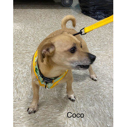 Thumbnail photo of Coco #11 #2