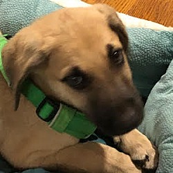 Thumbnail photo of Buff golden lab male mix pups #1