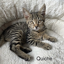 Thumbnail photo of Quiche #1