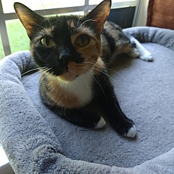 Thumbnail photo of Zena the precious Calico #2