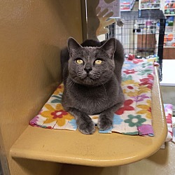 Thumbnail photo of Cookie, Levittown PetSmart (FCID 8/12/24-24) #1