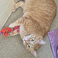 adopt a pet