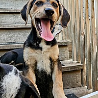 adopt a pet