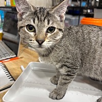 adopt a pet