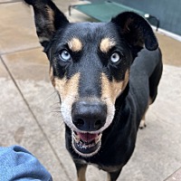 adopt a pet