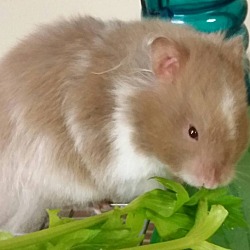 Mount Pleasant Veterinary Centre - East - Golden/Syrian Hamster Size:  13-18cm Lifespan 2-3 years (up to 5 in rare cases) Other variants:  Longhaired (Teddy) The largest breed of pet hamster, they used